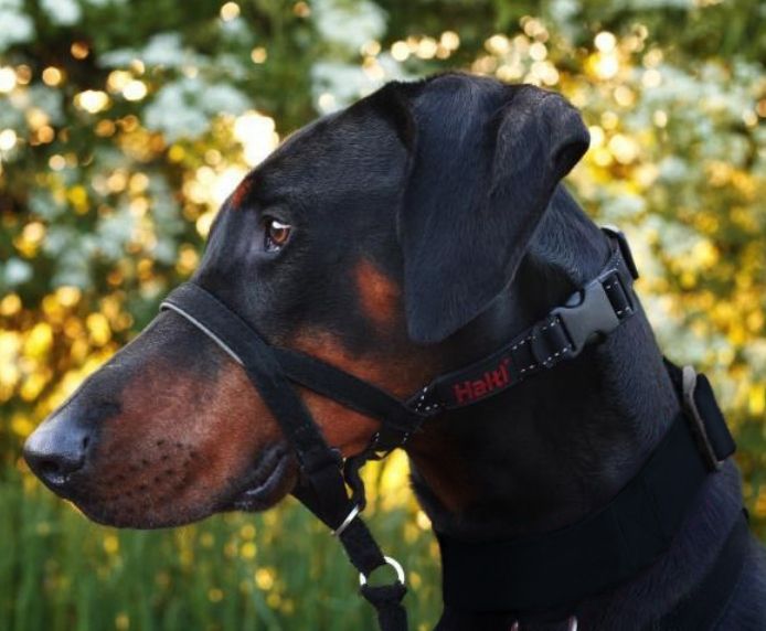 Halti - Dog Headcollar